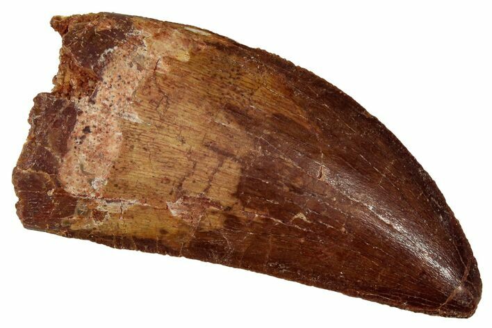 Serrated, Carcharodontosaurus Tooth - Real Dinosaur Tooth #341266